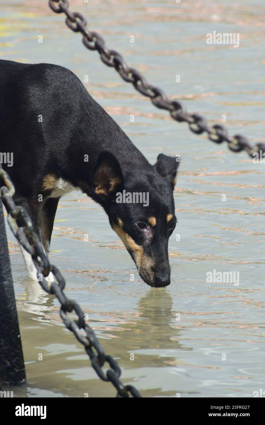 Stray dog drinking water on the river Stock Photo