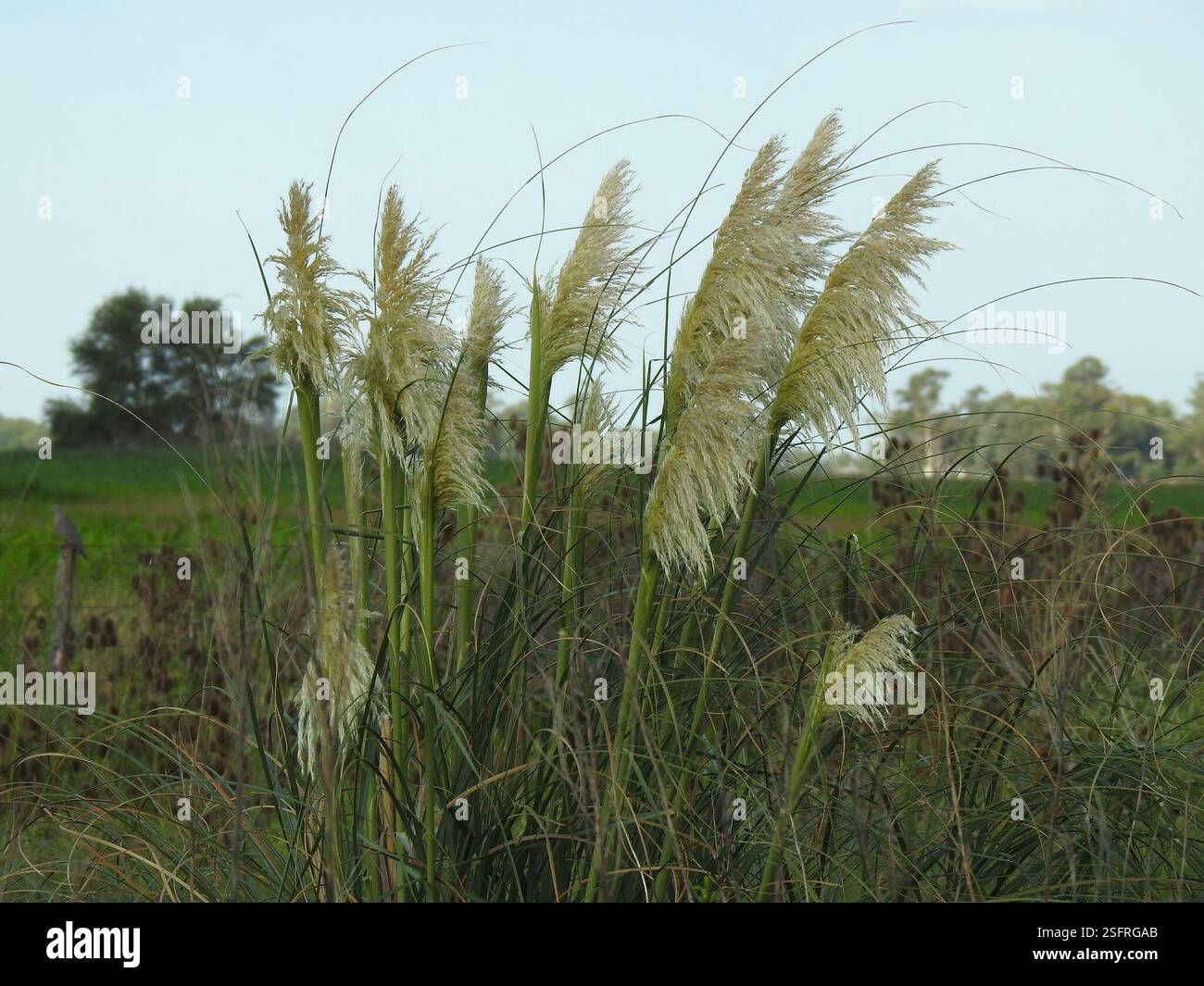 Pampas Grass (Cortaderia selloana), Plantae, Maracó, La Pampa ...