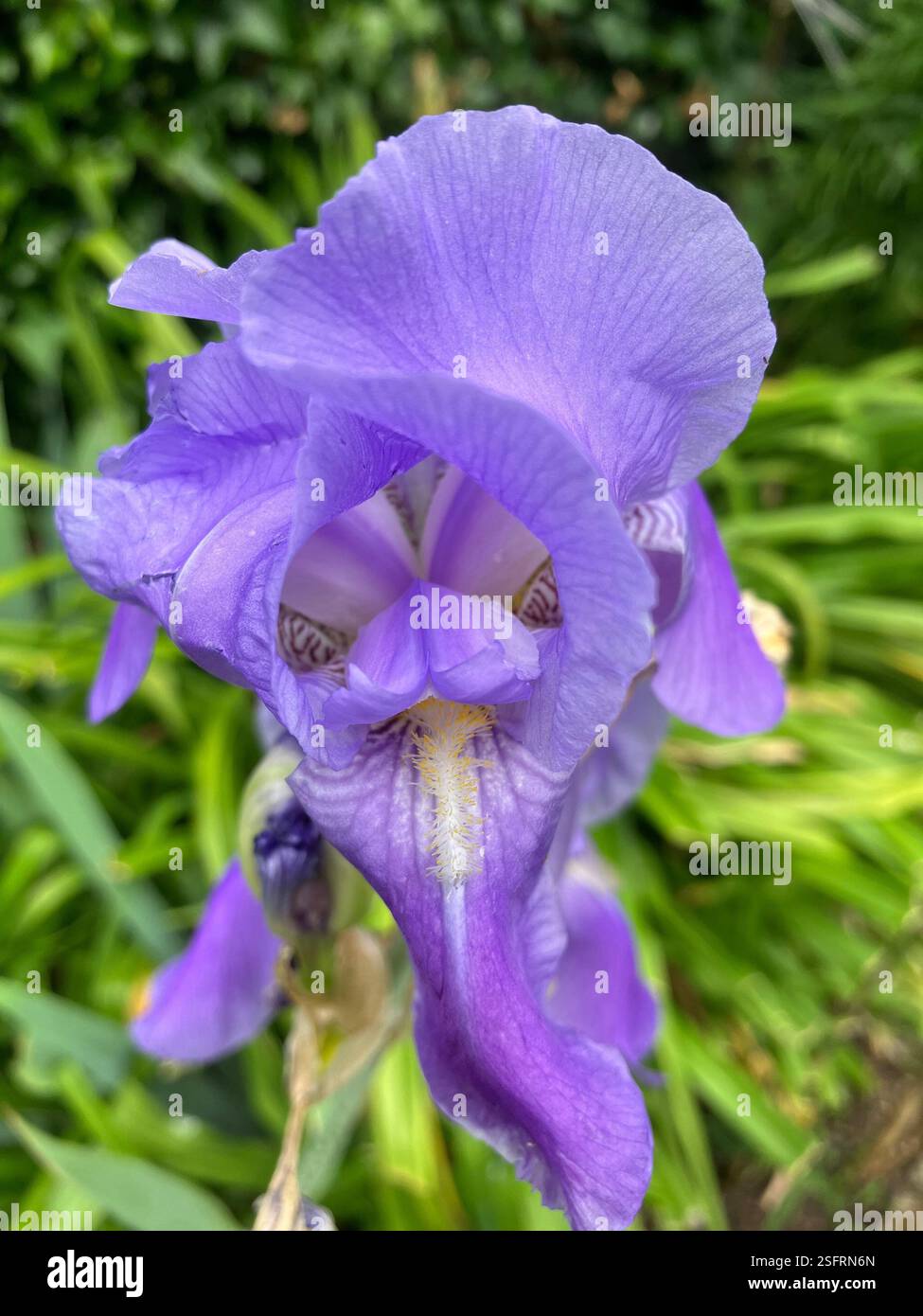 Bearded Iris - Smartphone Captured Stock Image