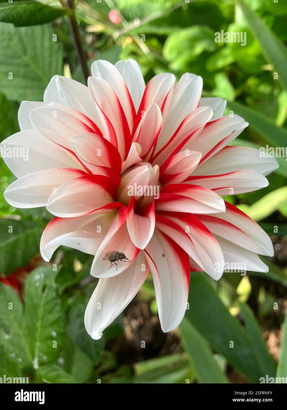Garden Dahlia - Smartphone Captured Stock Image