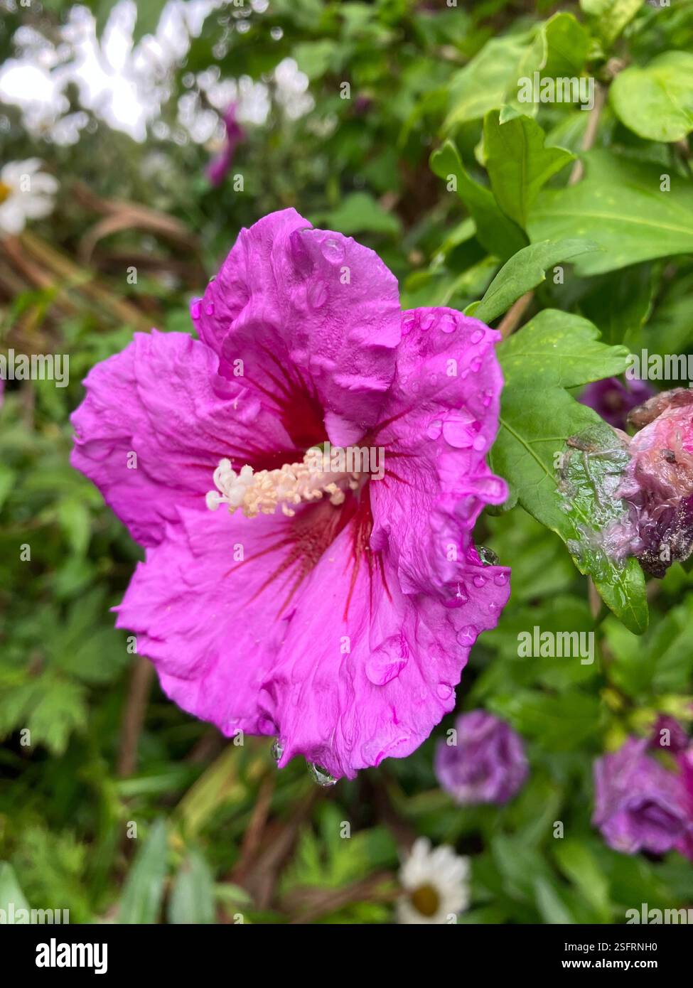 Rose of Sharon - Smartphone Captured Stock Image