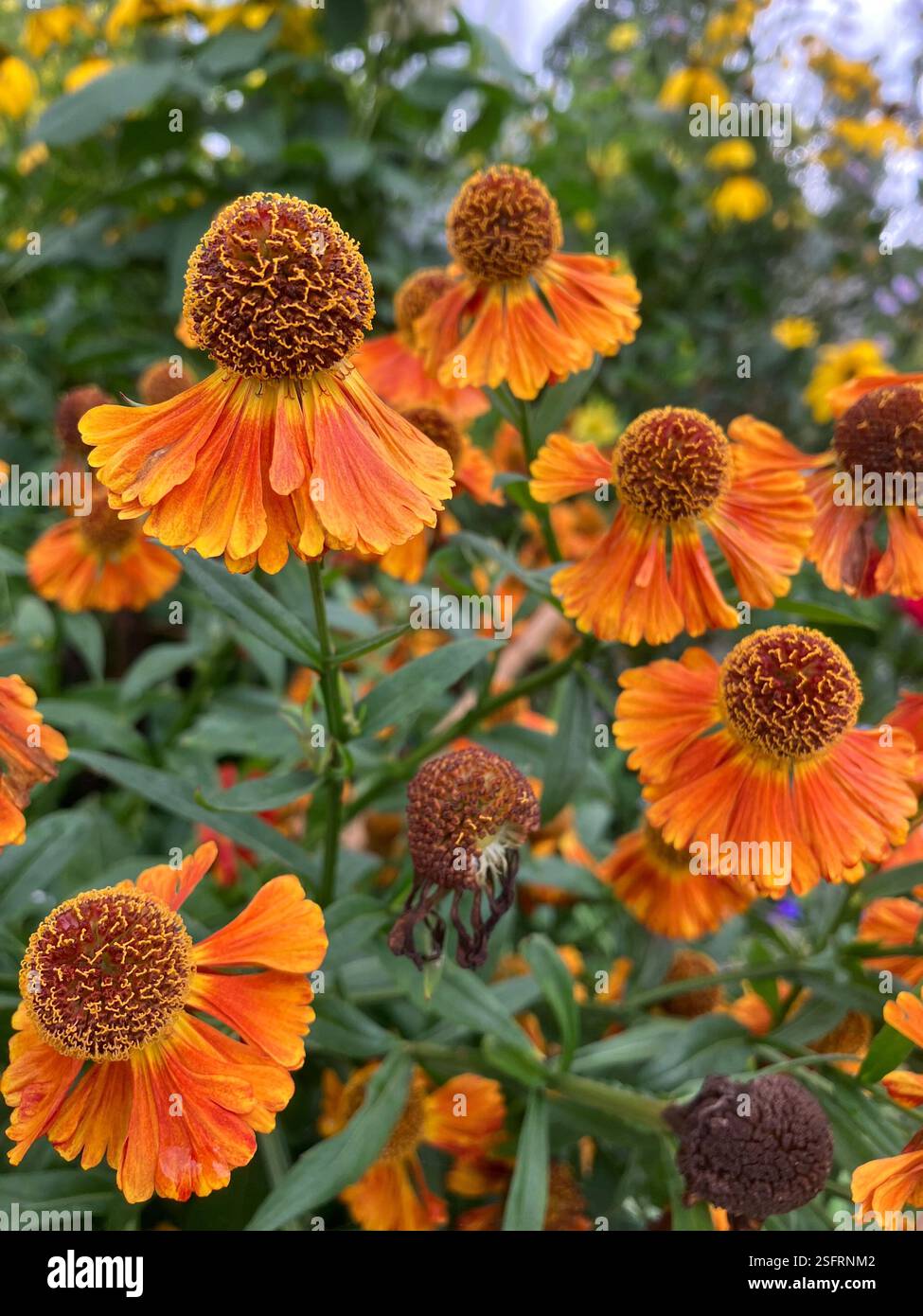 Zinnia (Sneeze Weed) - Smartphone Captured Stock Image