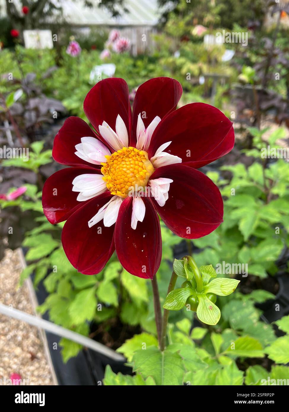 Dahlia - Smartphone Captured Stock Image