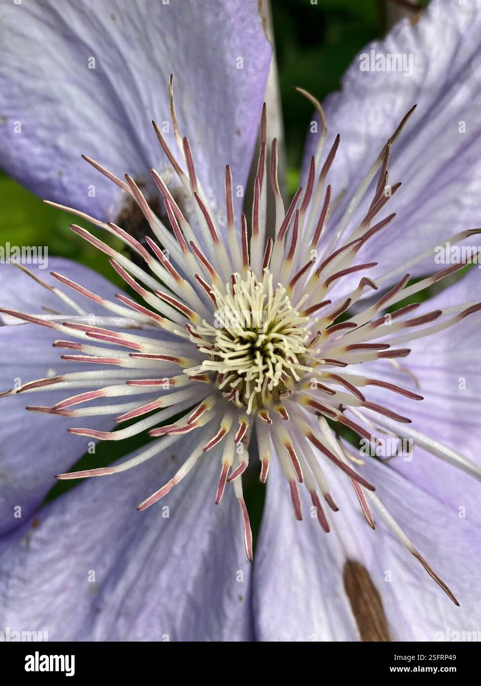 Clematis, Close Up - Smartphone Captured Stock Image