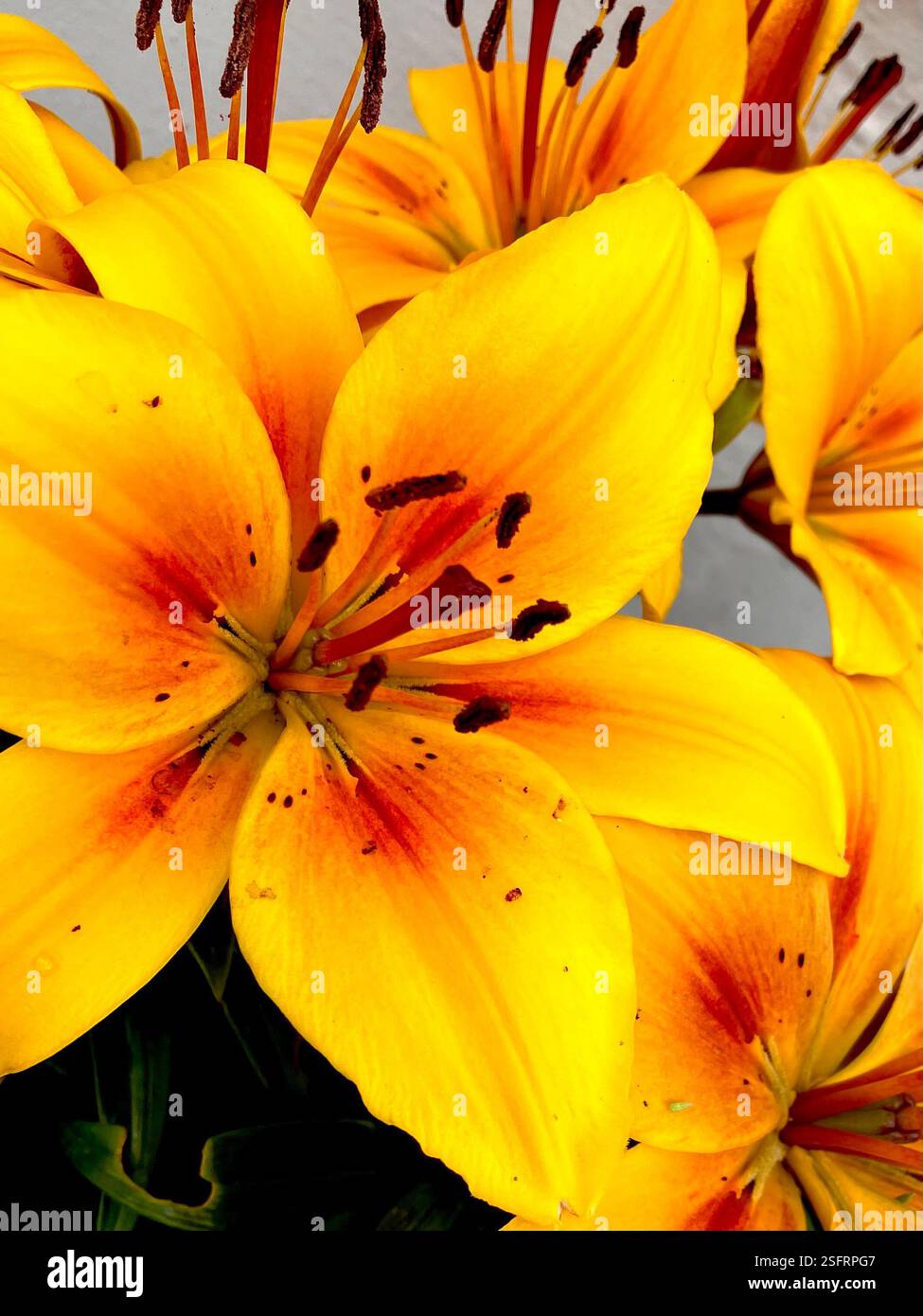 Yellow Lilly Close Up - Smartphone Captured Stock Image