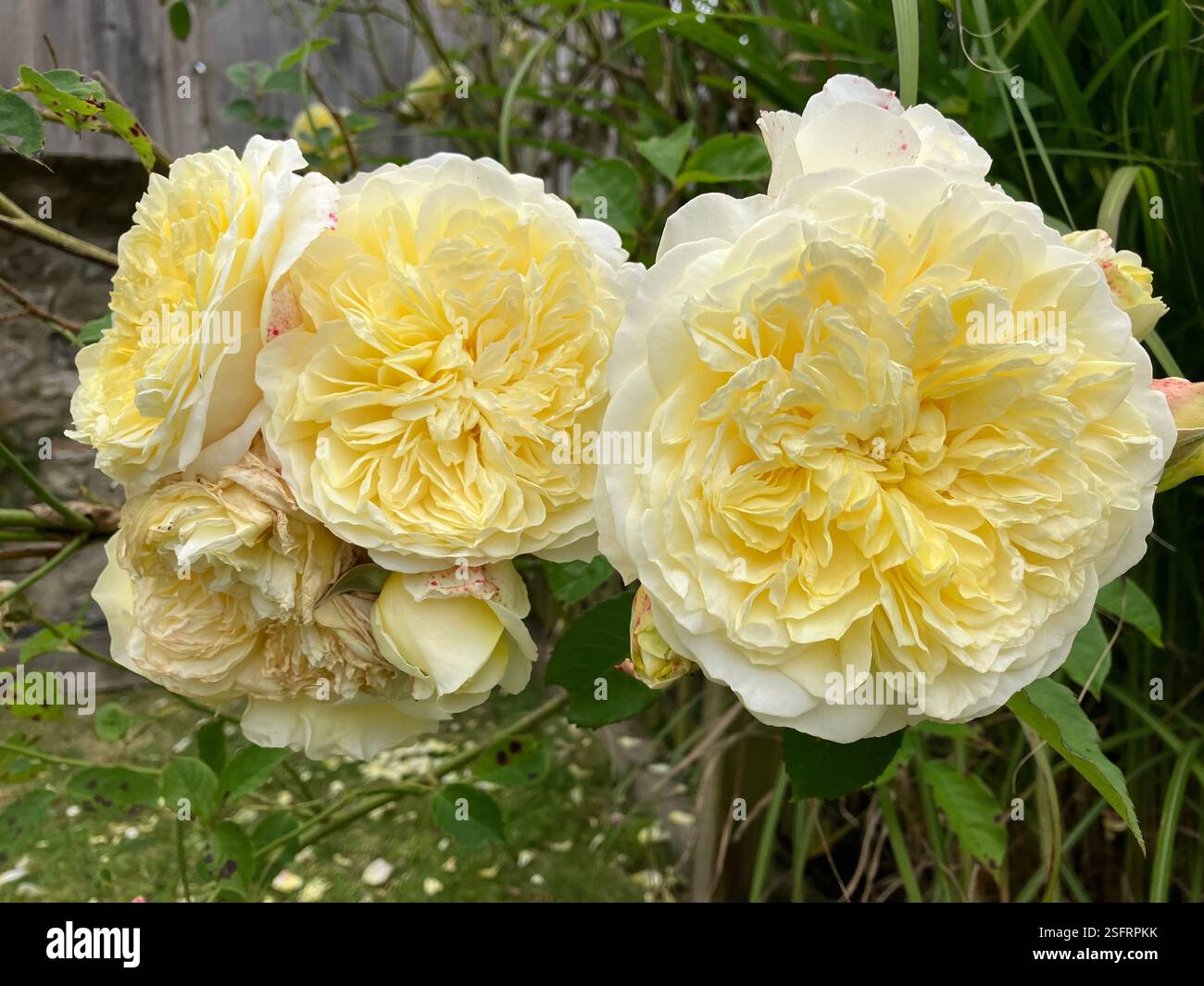 Yellow Rose Close Up - Smartphone Captured Stock Image