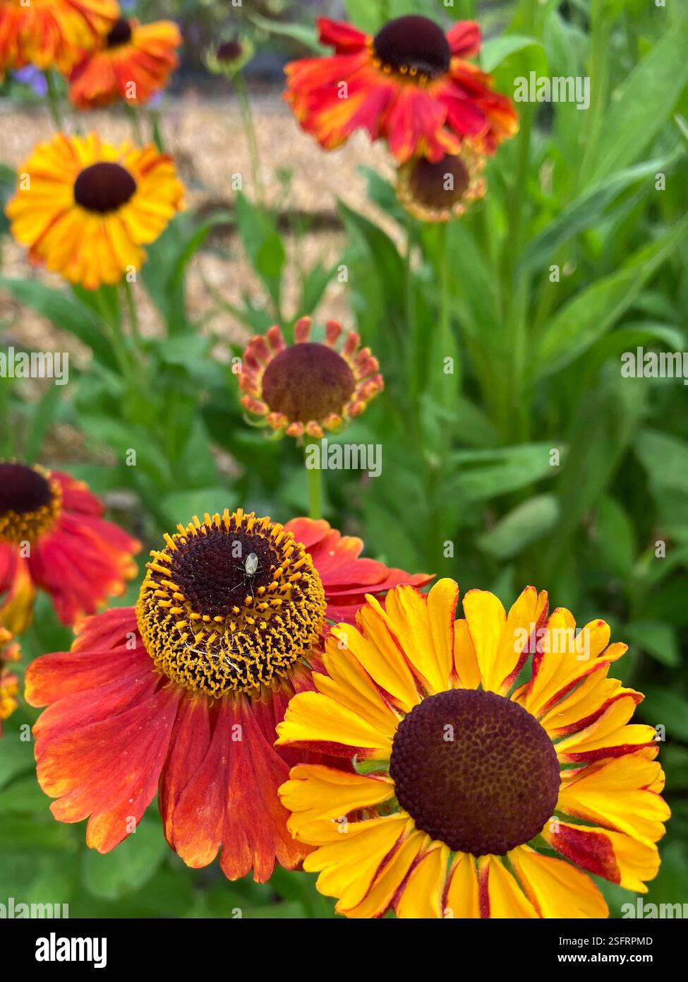 Helenium Autumnal, Wild Flowers, Close Up - Smartphone Captured Stock Image