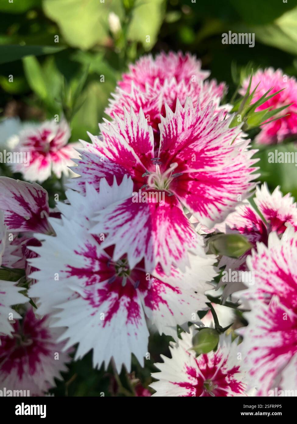 Sweet William Close Up - Smartphone Captured Stock Image