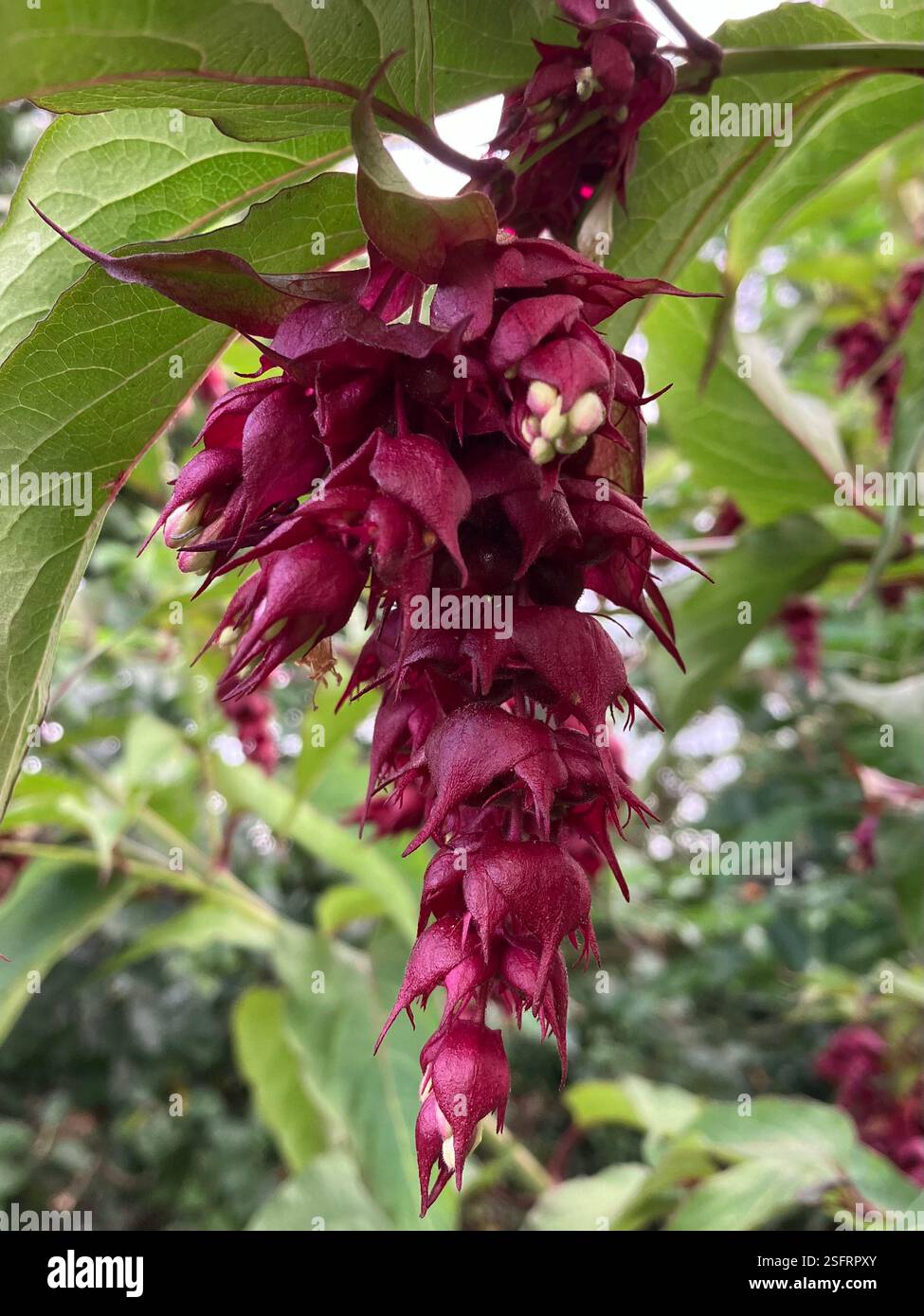 Himalayan Honeysuckle Close Up - Smartphone Captured Stock Image