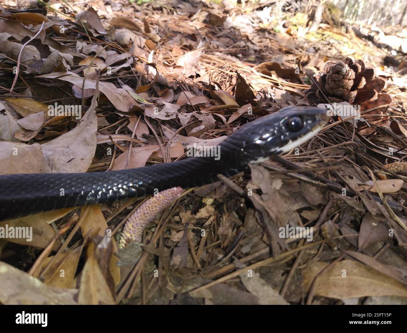 North American Racer (Coluber constrictor), Reptilia, Polk County, FL ...
