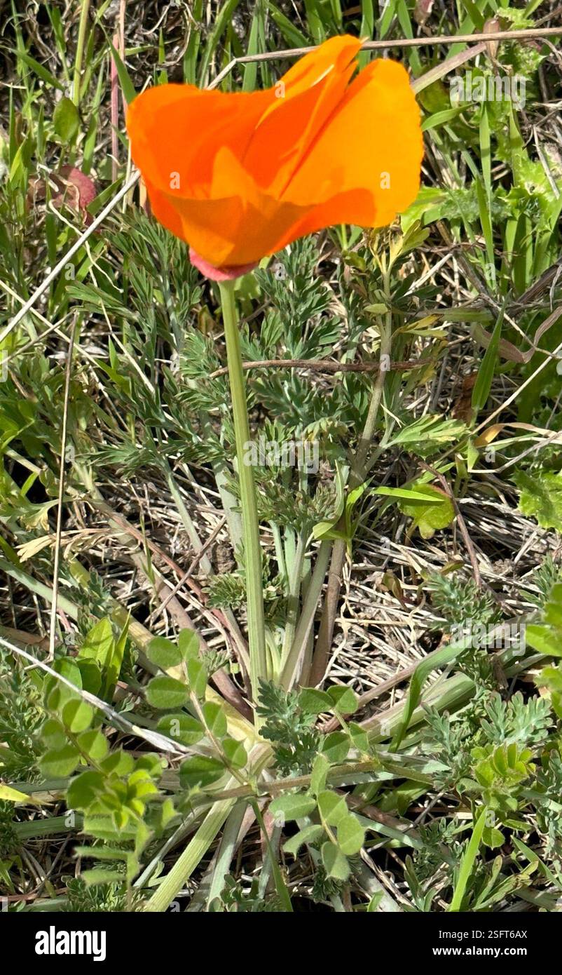 California poppy (Eschscholzia californica), Plantae, La Honda Creek ...