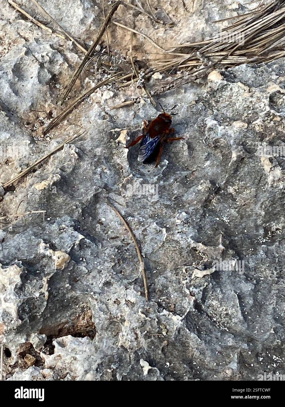 Sicilian Mortar Bee (Megachile sicula), Insecta, Cala Mondragó ...