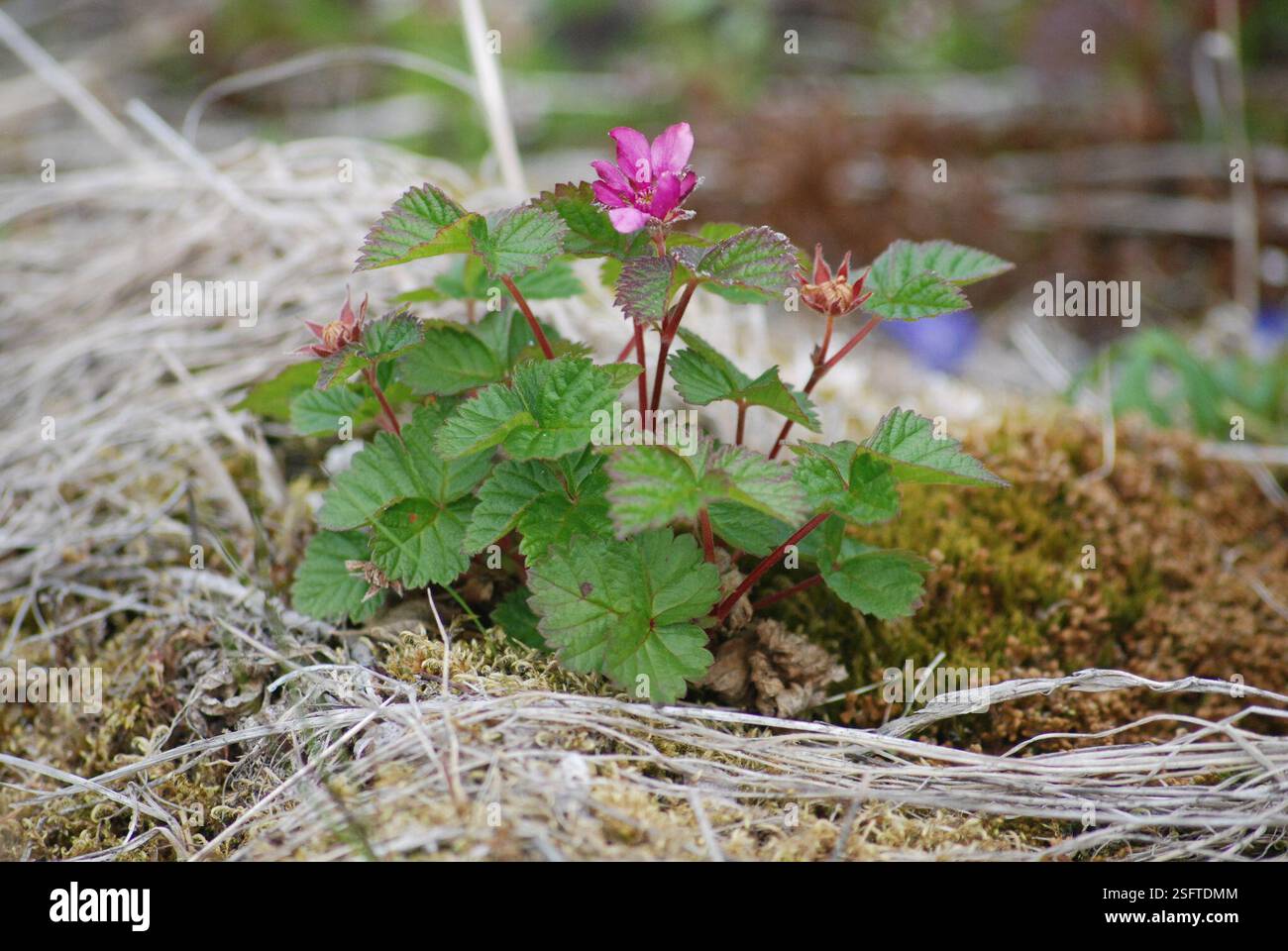 Arctic Raspberry Pictures Arctic raspberry (Rubus arcticus), Plantae, Провиденский р-н, Чукотский ...