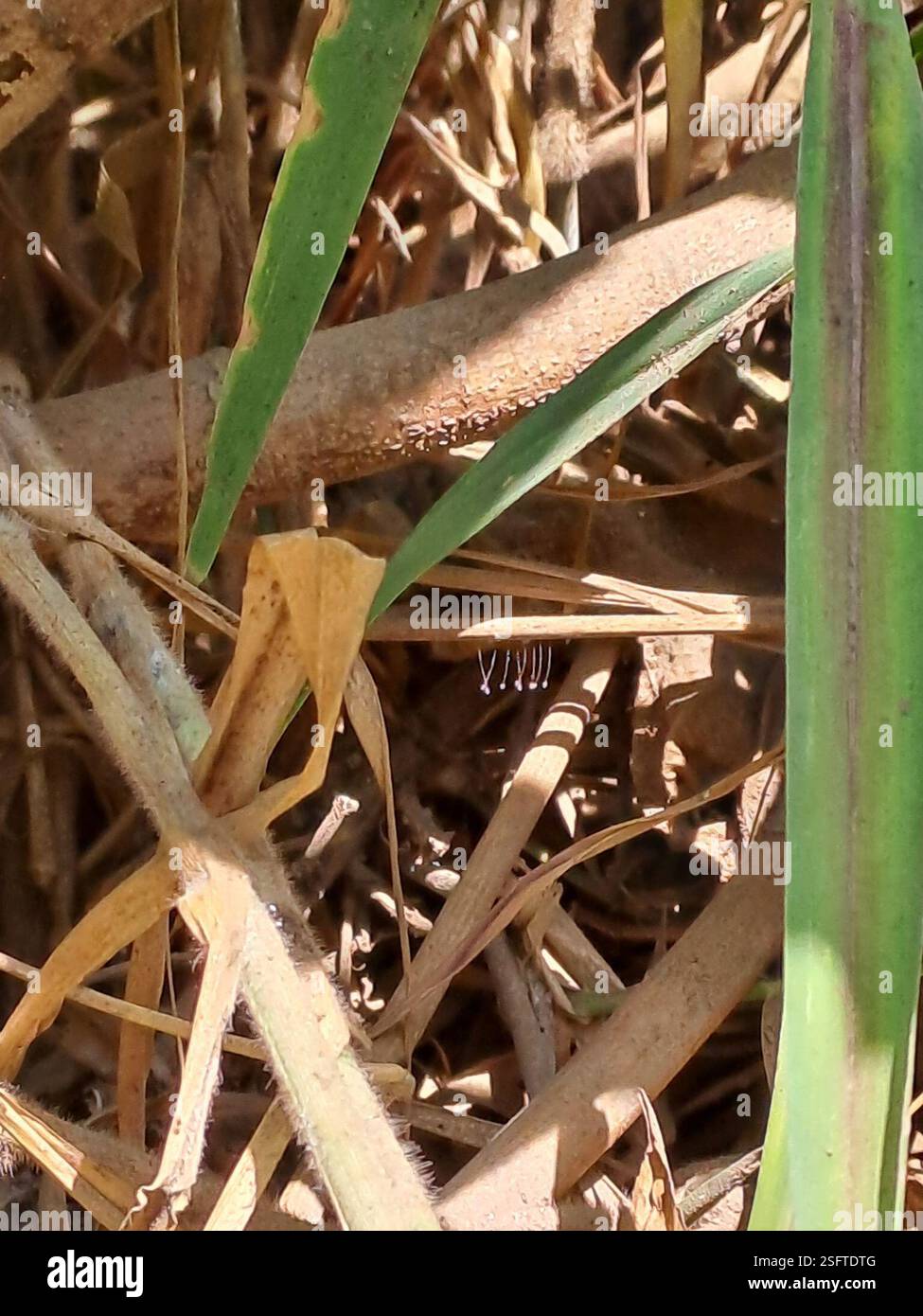 Insects (Insecta), Insecta, Hacienda Buena Vista (Puquial), Lurín, Lima ...