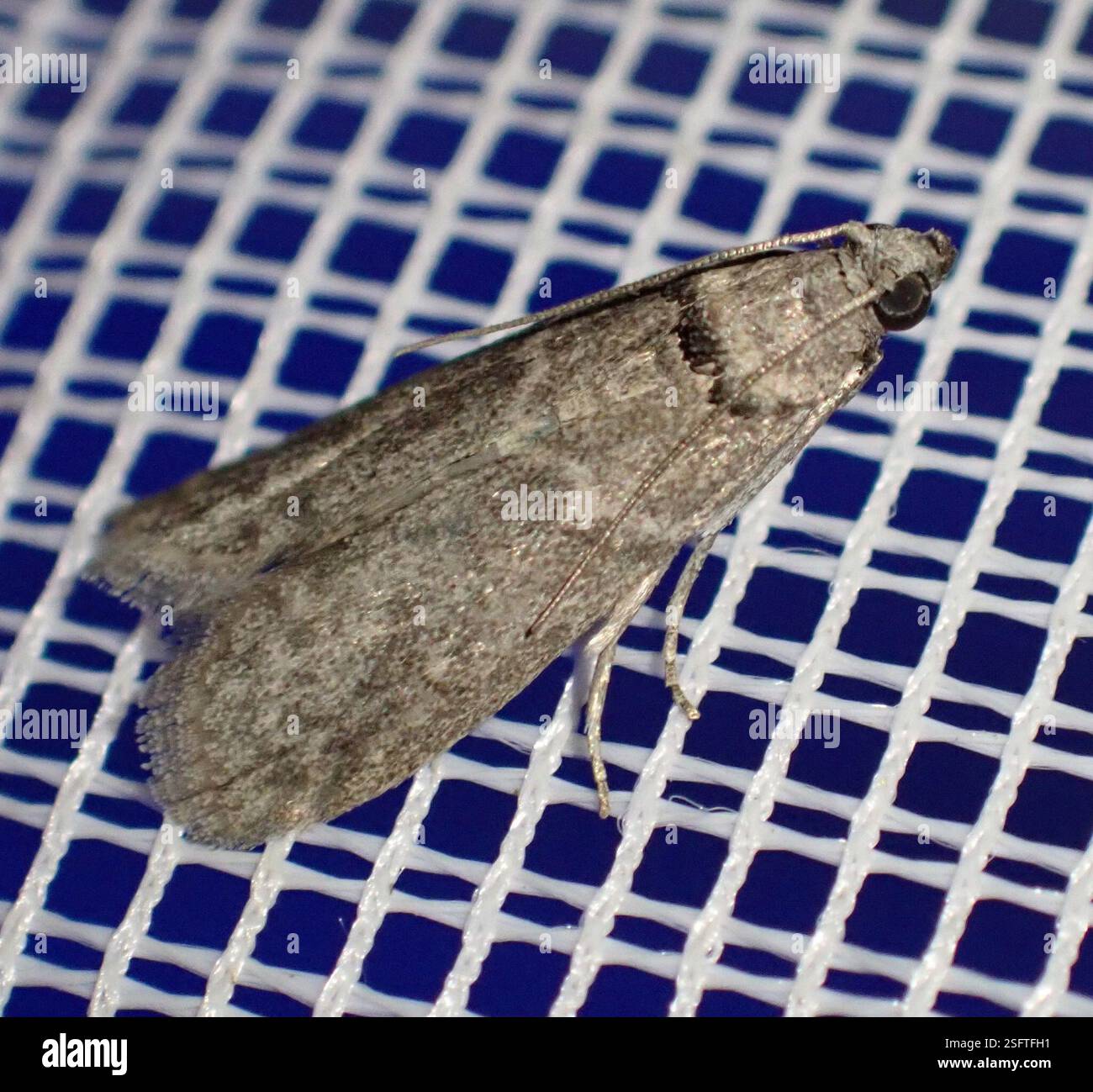 Locust Moth Locust bean moth (Ectomyelois ceratoniae), Insecta, Santo Antão, Cape ...