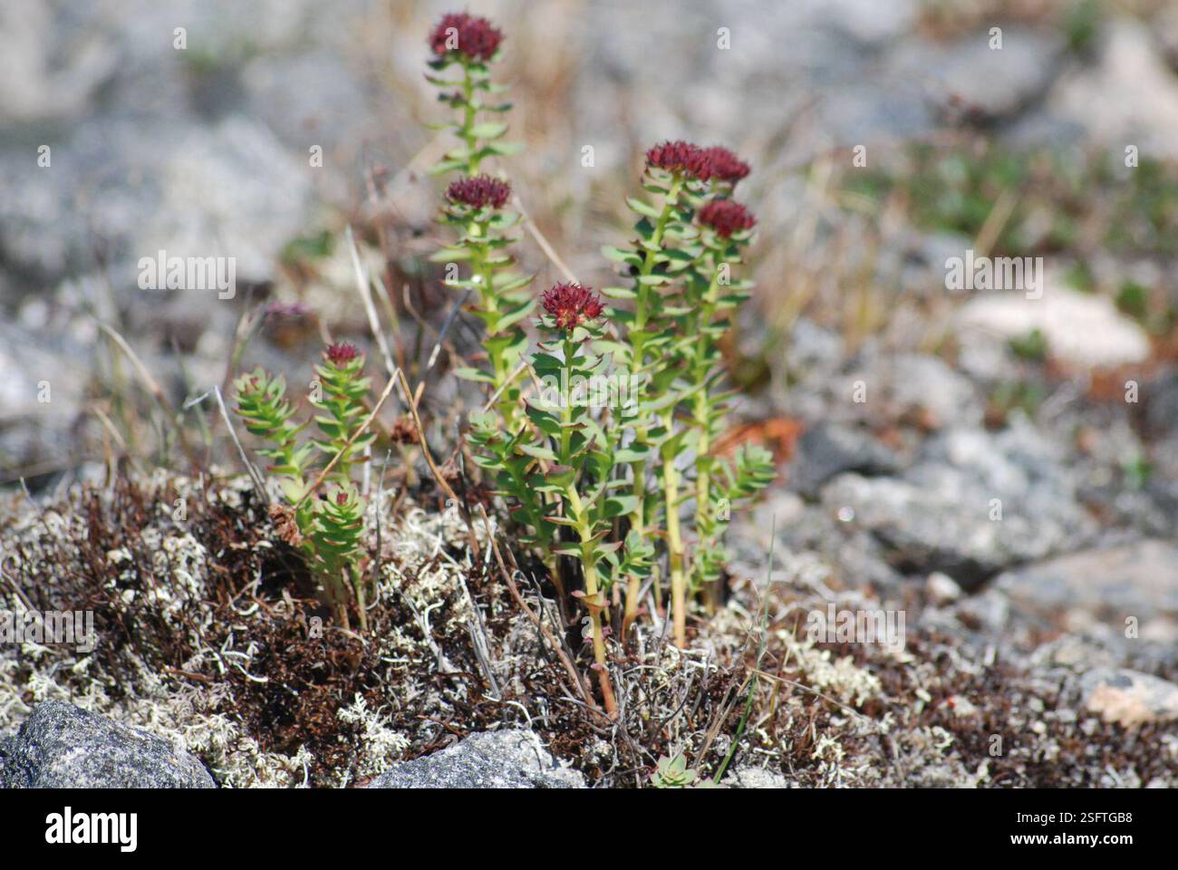 western roseroot (Rhodiola integrifolia), Plantae, Провиденский р-н ...