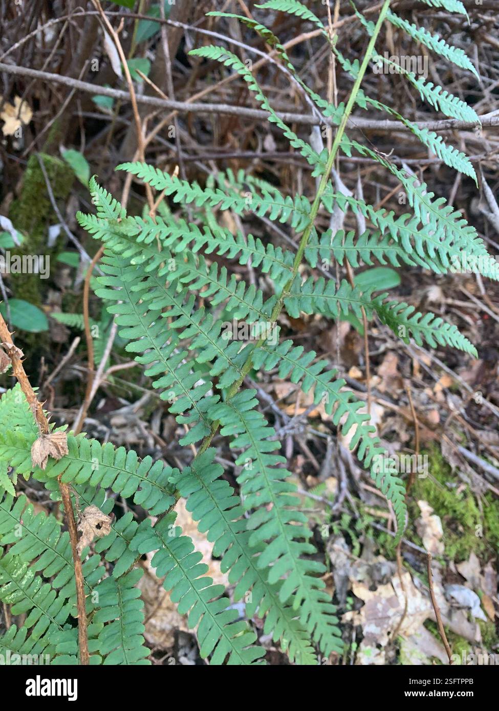 coastal woodfern Dryopteris arguta - Coastal Woodfern Dryopteris Arguta Plantae Hidden Falls Regional Park Auburn Ca Us 2SFTPPB 