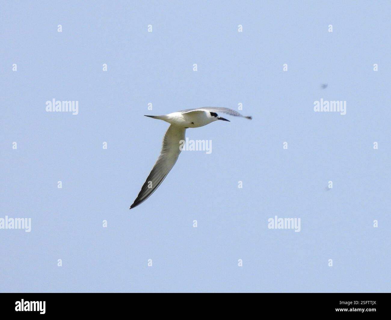 Forster's Tern (Sterna forsteri), Aves, Exploration