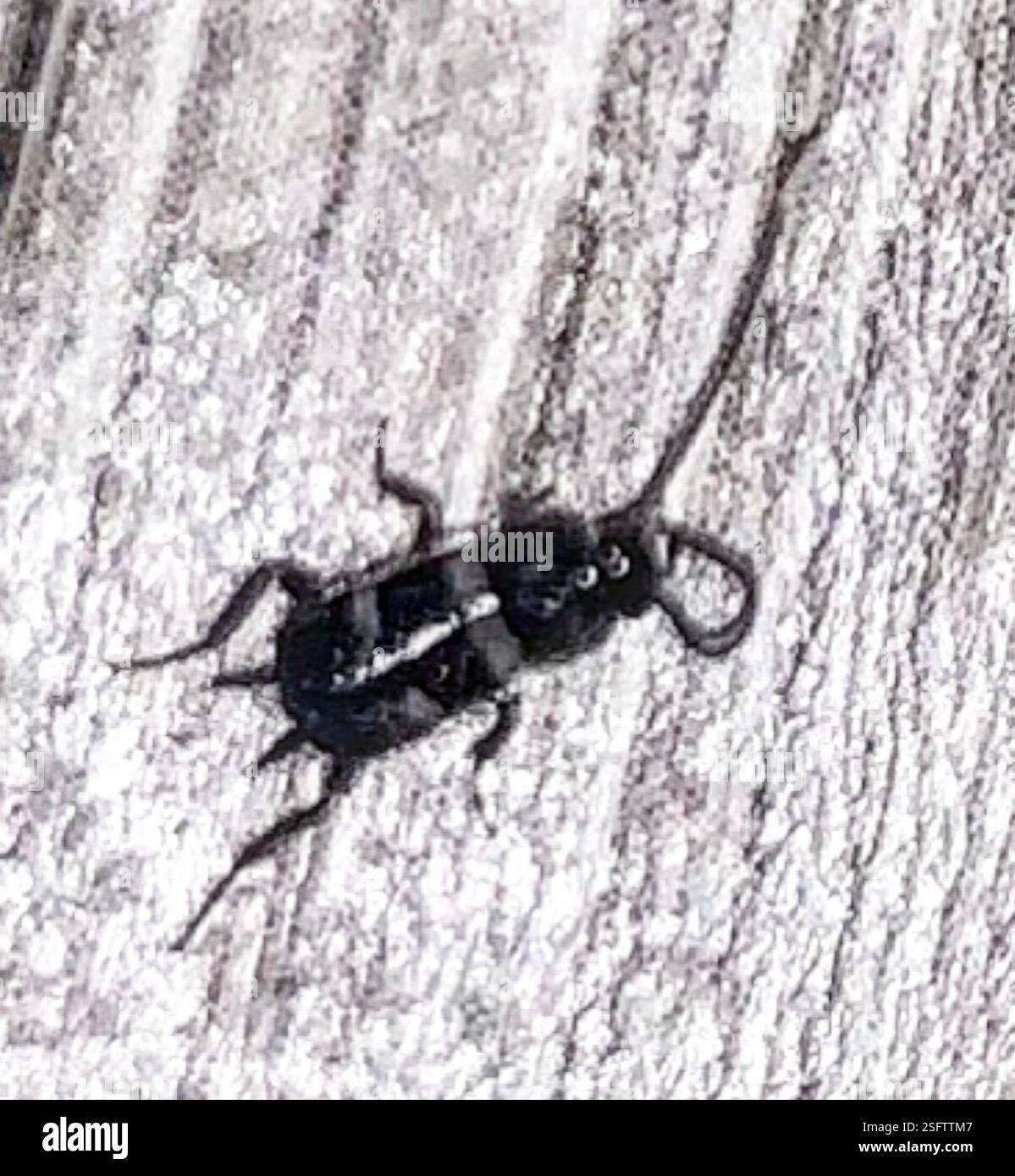 Nashville Insects Cockroaches and Termites (Blattodea), Insecta, Nashville Stock Photo ...
