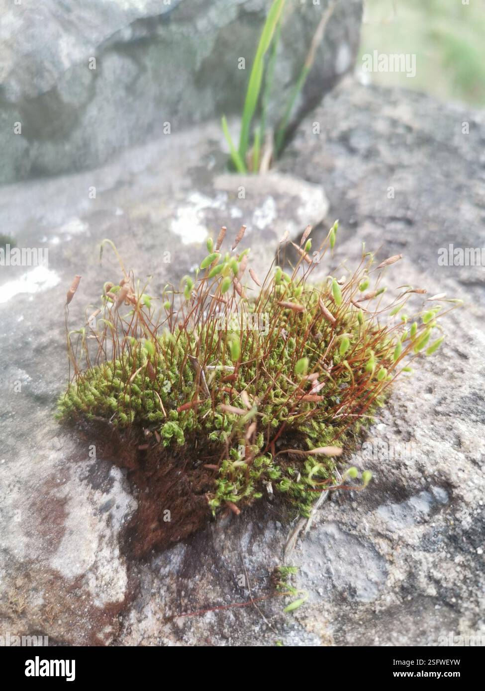 Capillary Thread-moss (Ptychostomum capillare), Plantae, Belhaven Place ...