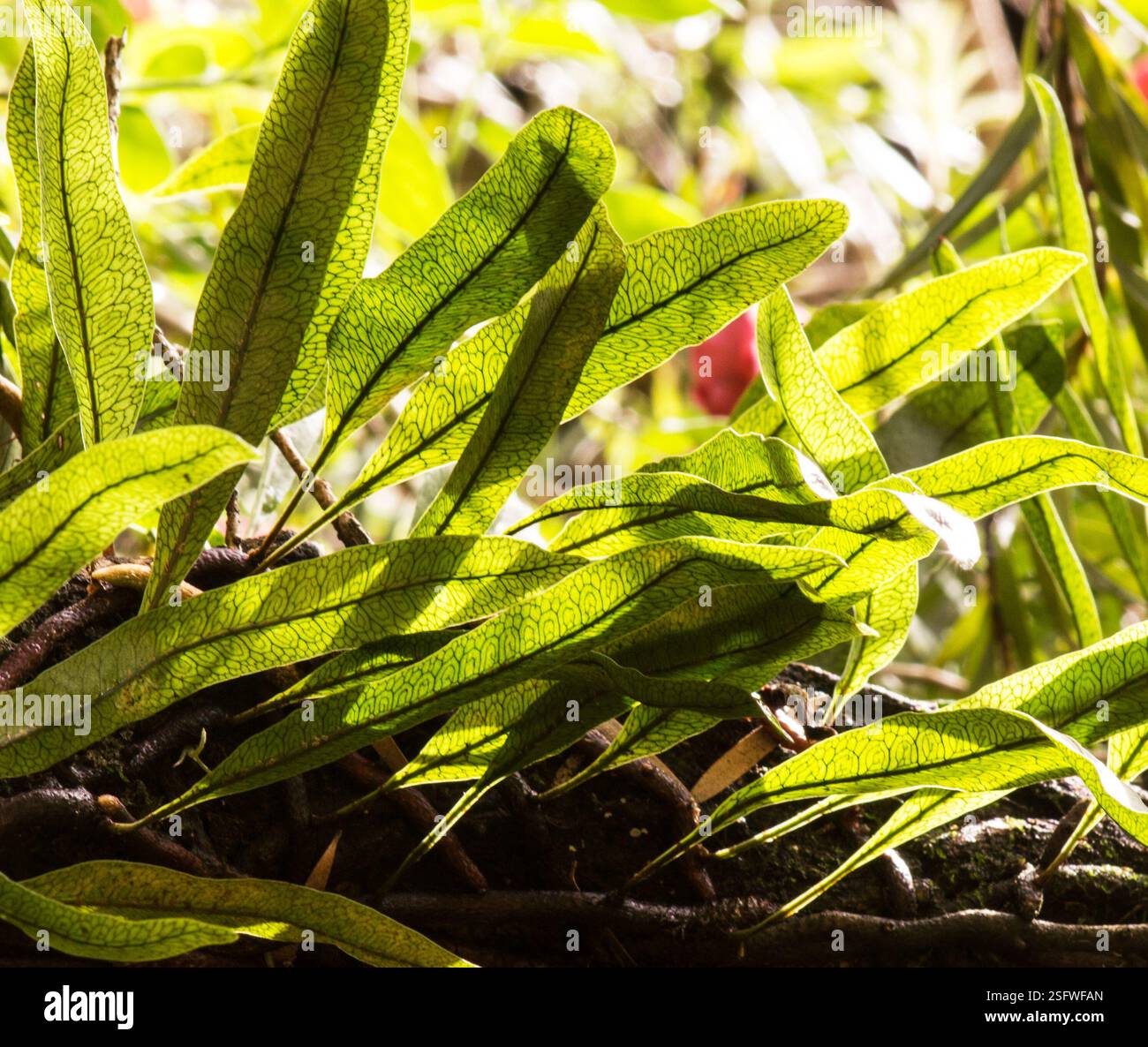 Microgramma hi-res stock photography and images - Alamy