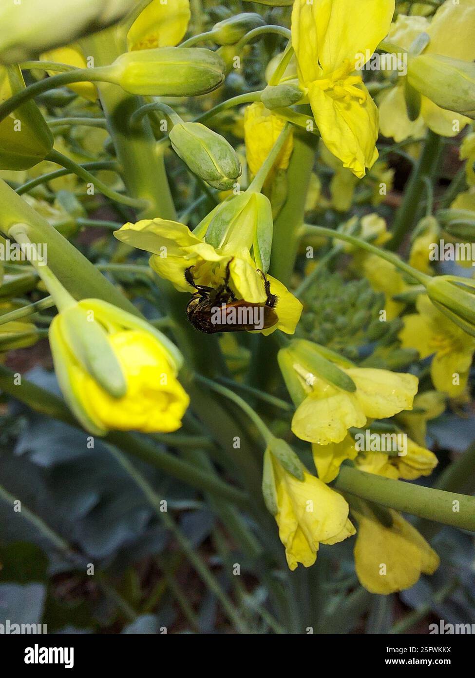 Red Tail Insect Red-tailed Stingless Bee (Trigona fulviventris), Insecta, La Pitaya ...
