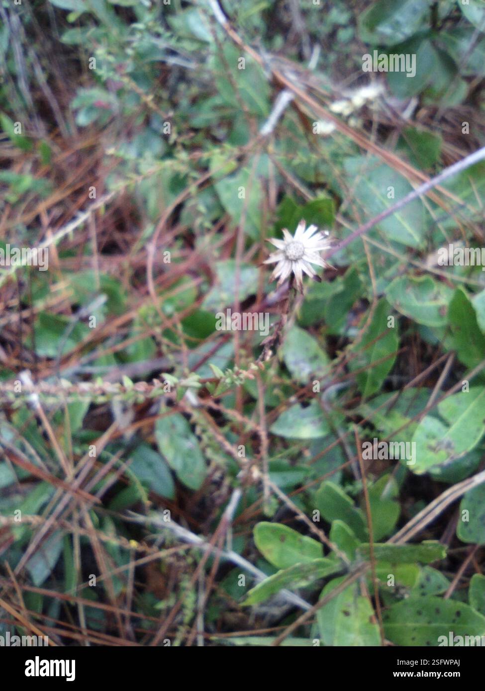flowering plants (Angiospermae), Plantae, Flagler County, US-FL, US ...