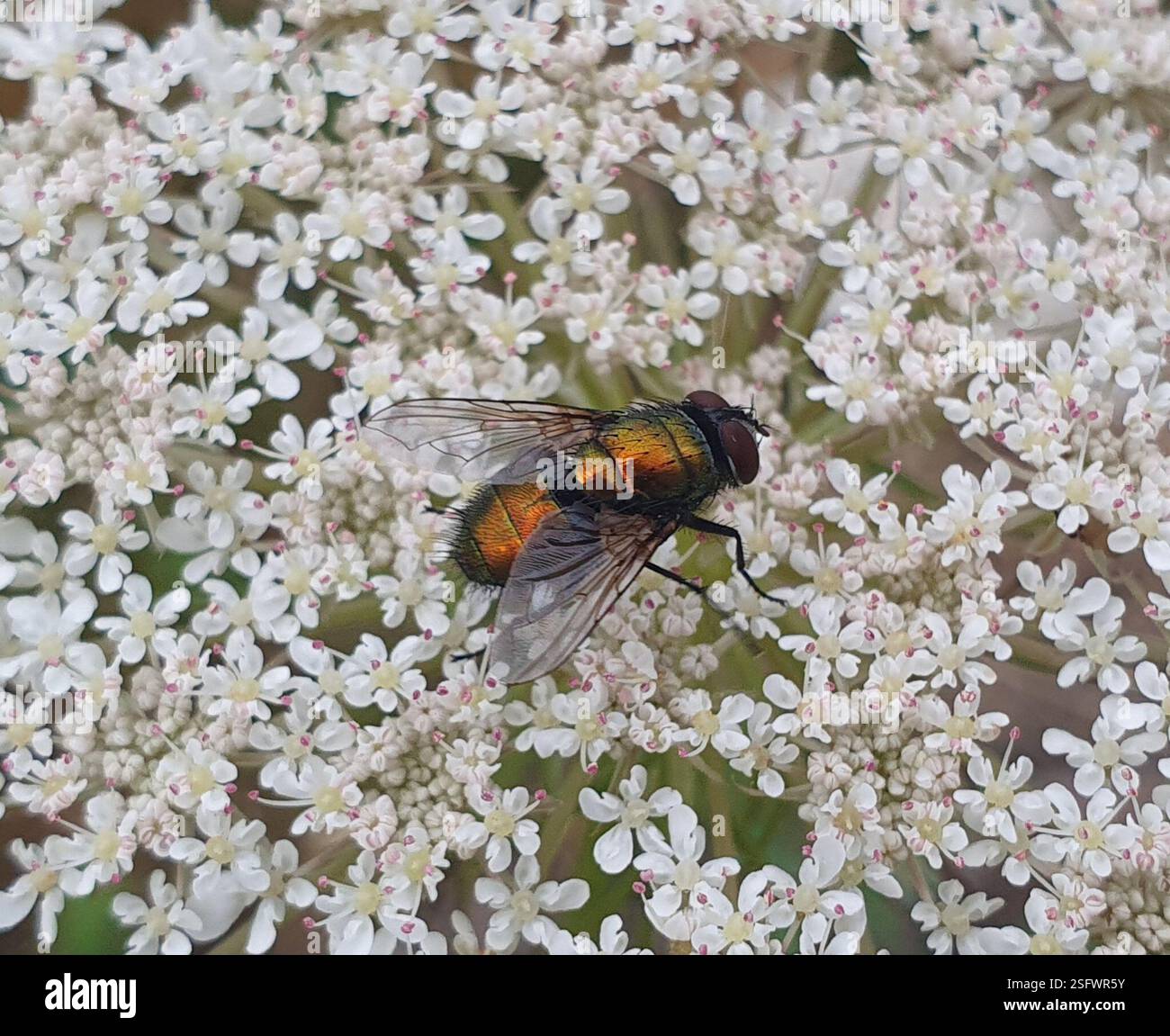 Common European Greenbottle Fly (Lucilia sericata), Insecta, Mākara ...