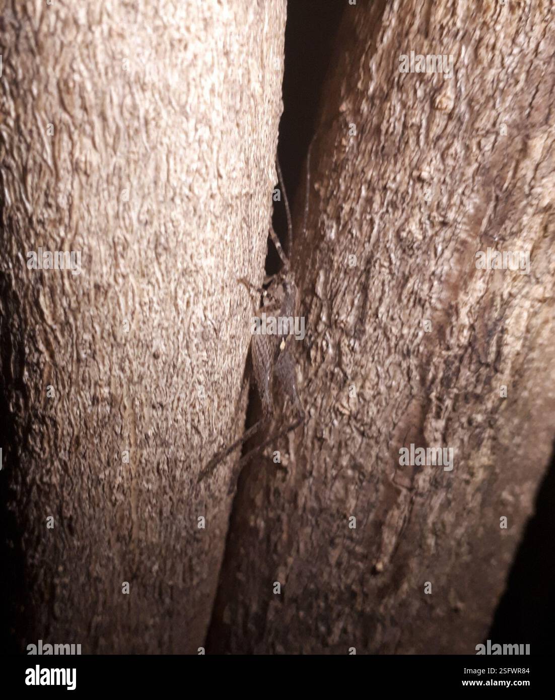 Cave Wētā (Macropathinae), Insecta, Fairfield, Lower Hutt 5011, New ...