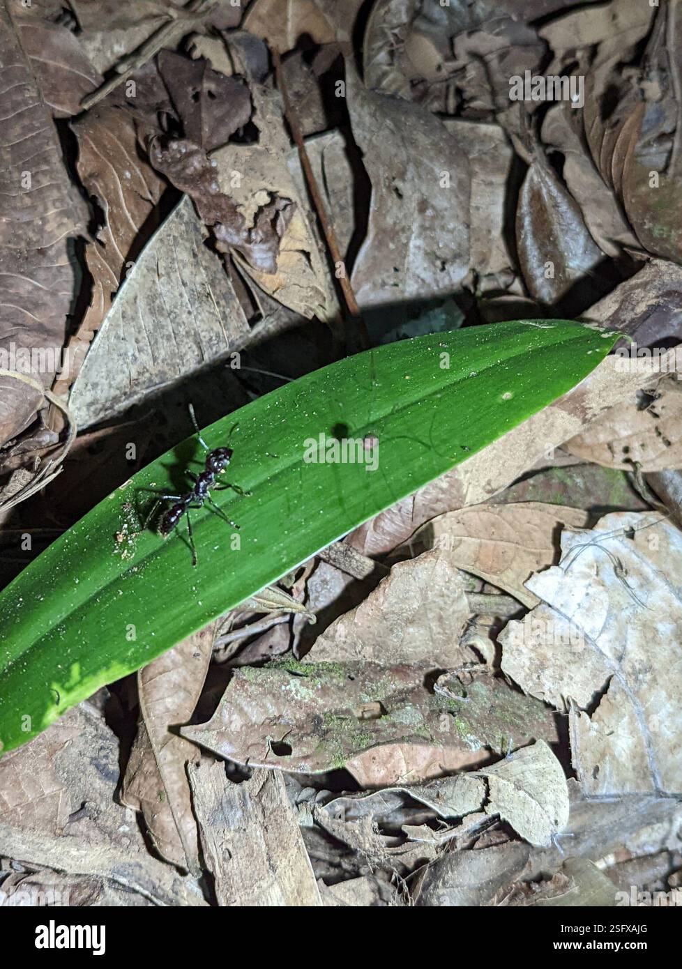 Bullet Insect Bullet Ant (Paraponera clavata), Insecta, Corregimiento de Cristóbal ...