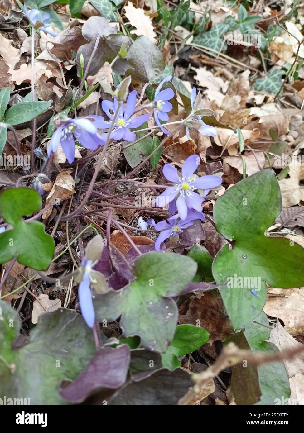 Liverlleaf Liverleaf (Hepatica nobilis), Plantae, 24020 Torre Boldone BG, Italia ...