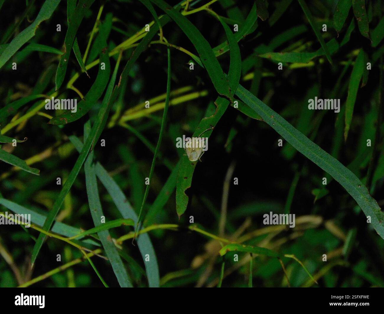 (Hiarchas angularis), Insecta, Hobart TAS, Australia Stock Photo - Alamy