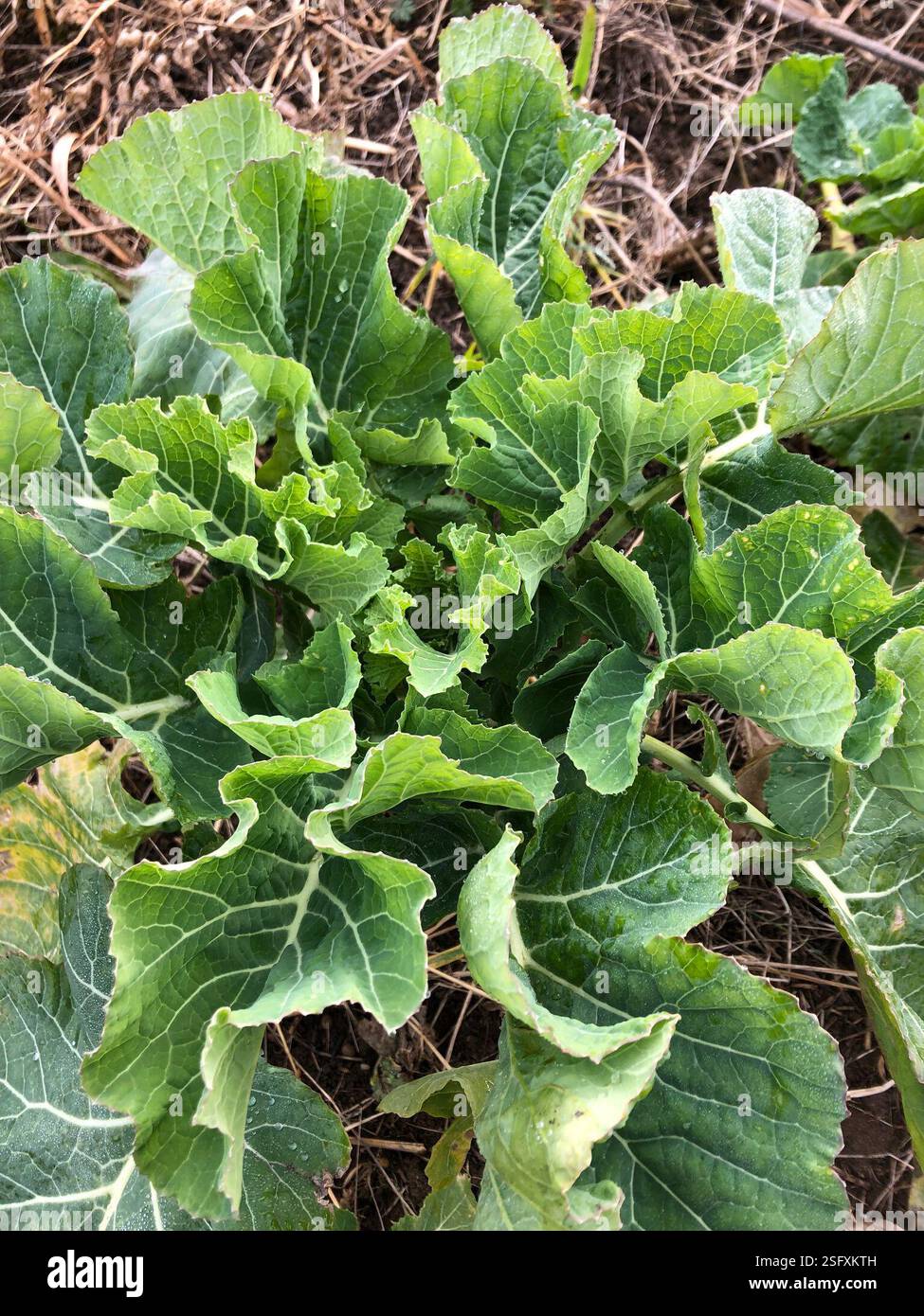 (Brassiceae), Plantae, Hathern, Loughborough, England, GB Stock Photo