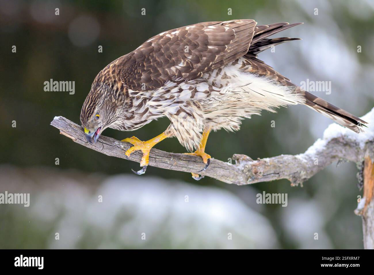 Eurasian goshawk (Astur gentilis gentilis) cleaning it's beak. Photo rom Hov, eastern Norway in February. Stock Photo