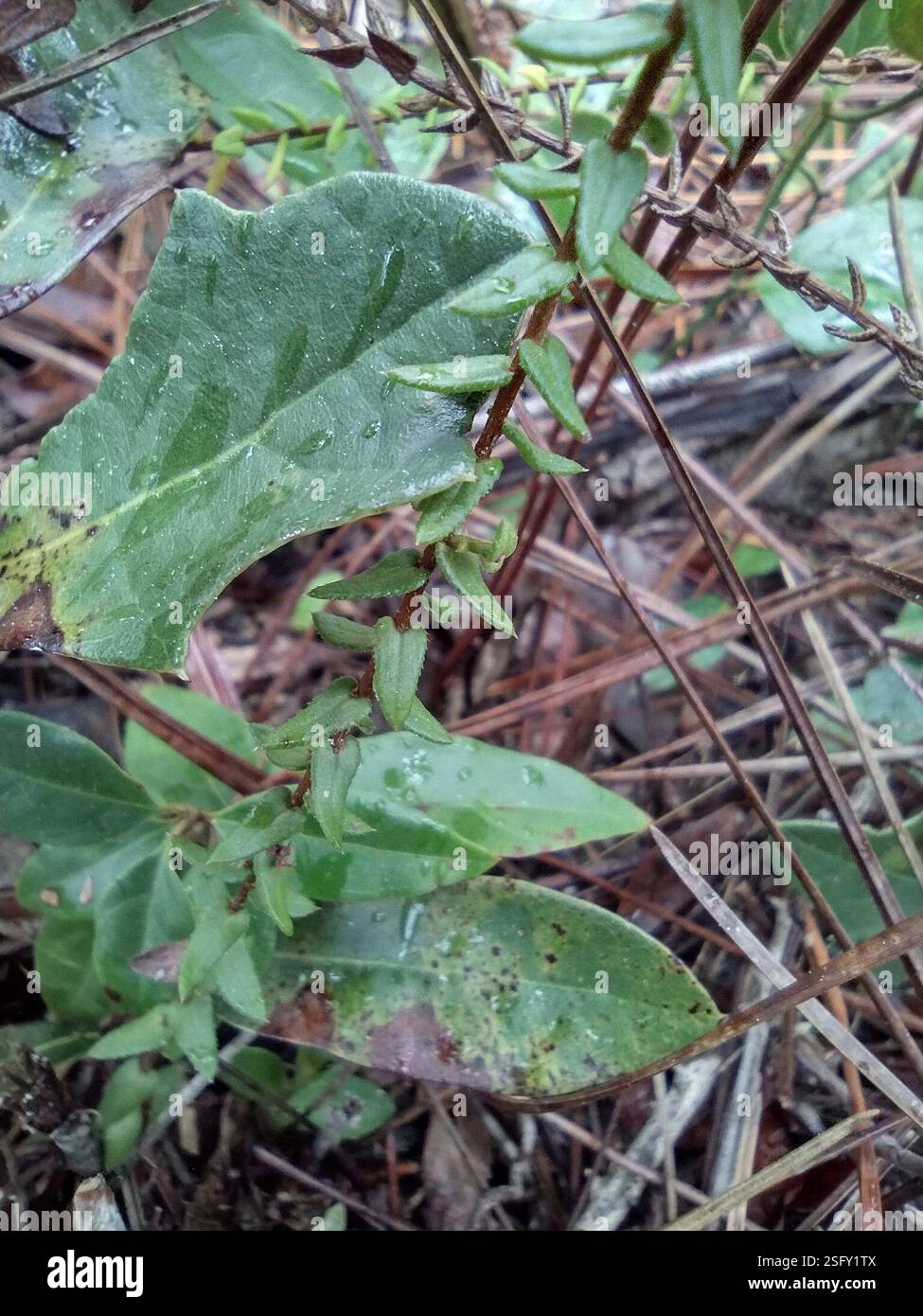 flowering plants (Angiospermae), Plantae, Flagler County, US-FL, US ...