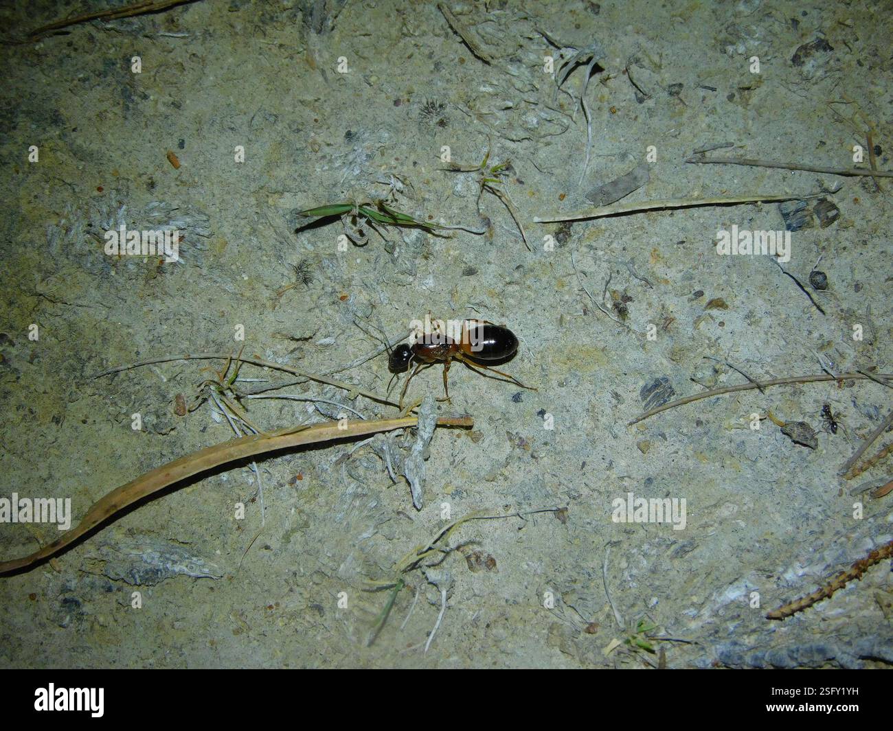 Banded Sugar Ant (Camponotus consobrinus), Insecta, Hobart TAS ...