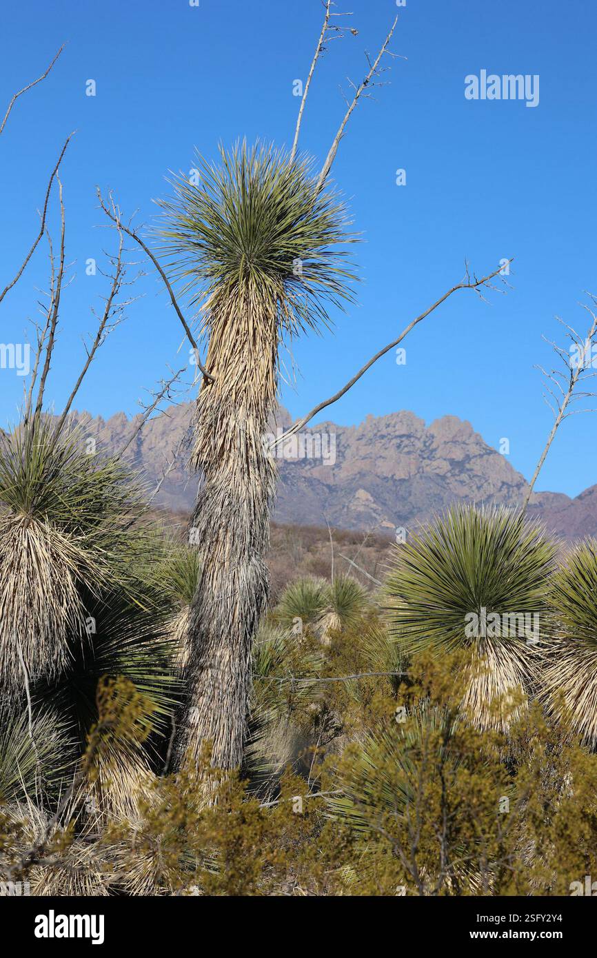 soaptree yucca (Yucca elata), Plantae, Doña Ana County, NM, USA Stock ...