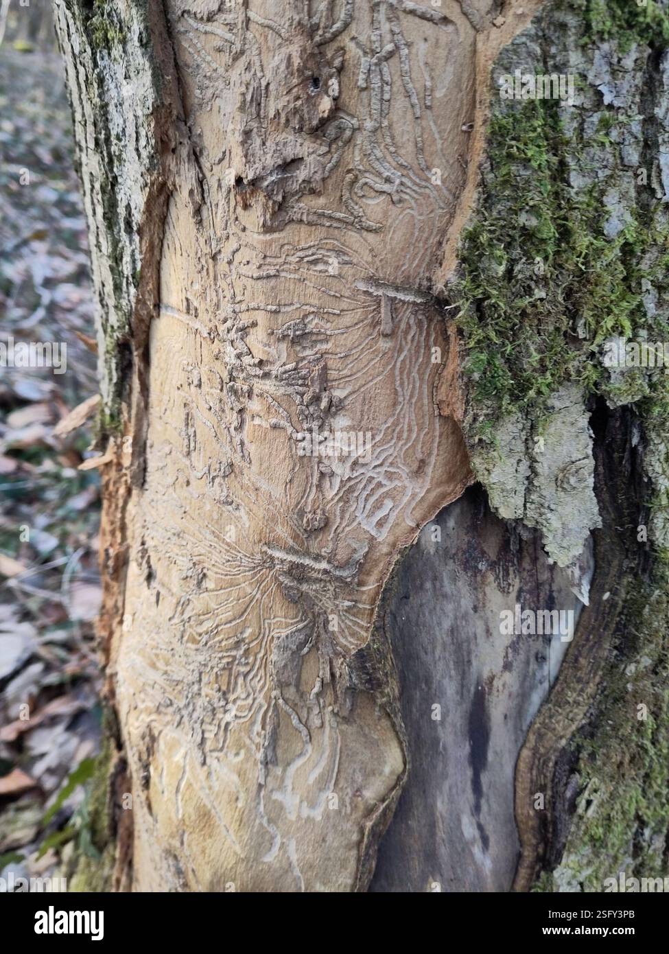 Bark and Ambrosia Beetles (Scolytinae), Insecta, Neuhofen an der Ybbs ...