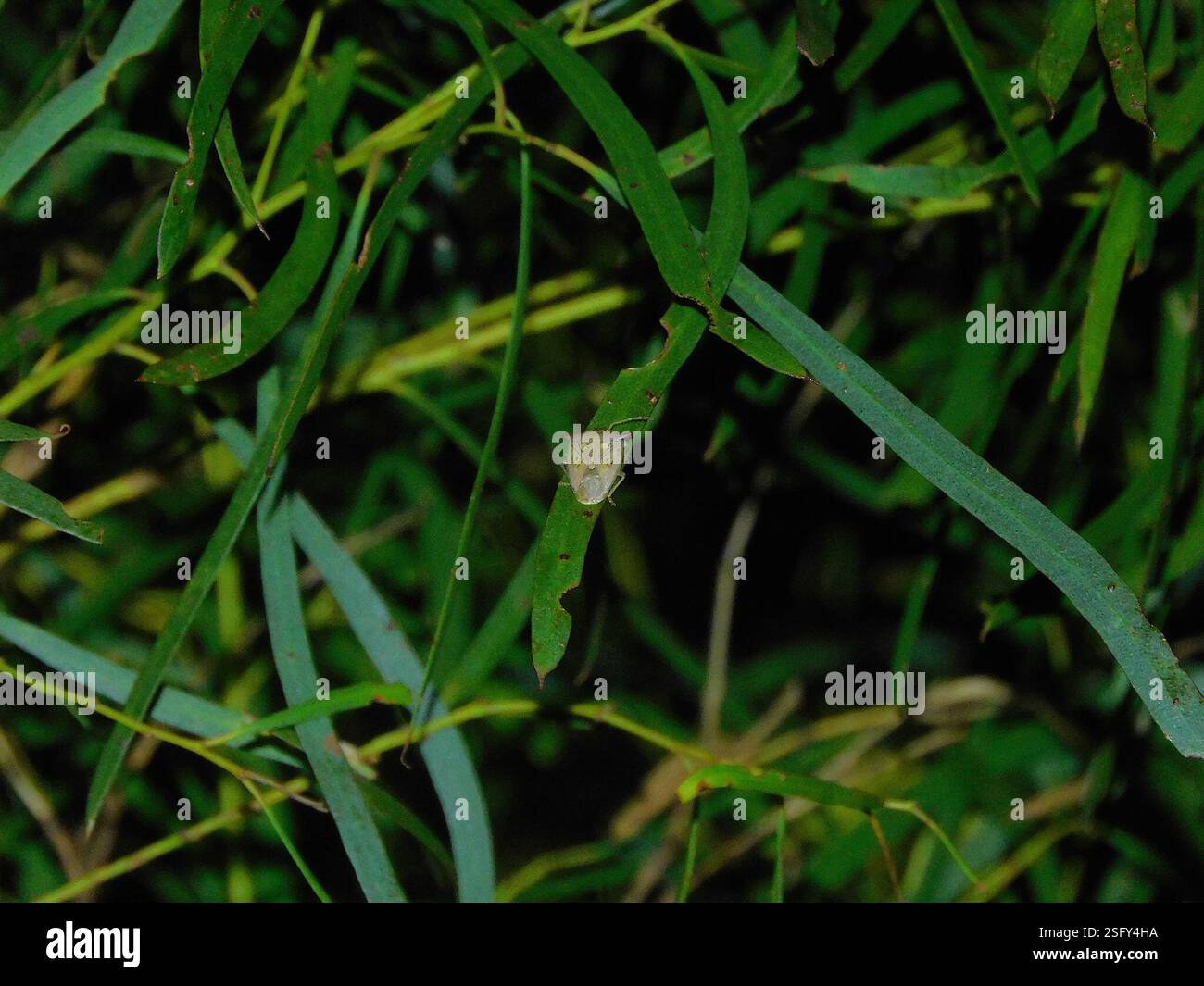 (Hiarchas angularis), Insecta, Hobart TAS, Australia Stock Photo - Alamy