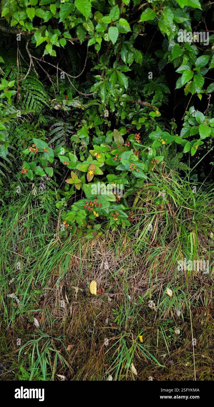 Tutsan (Hypericum androsaemum), Plantae, Westland, Westland / Tai ...