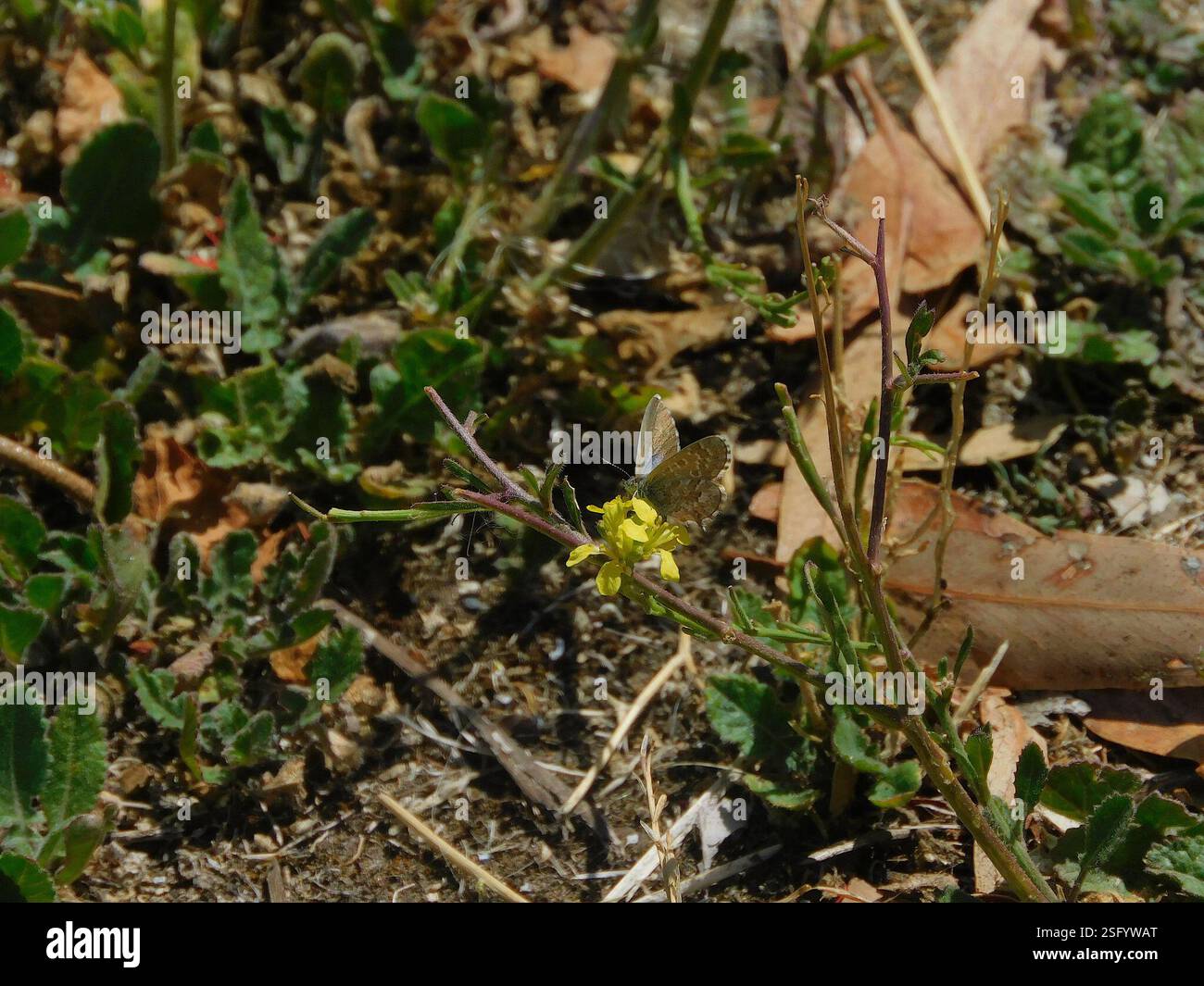 Saltbush Blue (Theclinesthes serpentata), Insecta, Goulds Lagoon ...