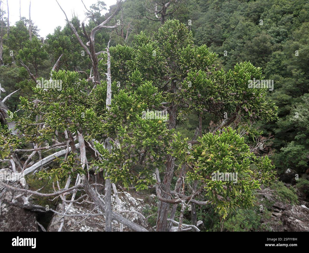Kin Pine King Billy pine (Athrotaxis selaginoides), Plantae, Western Creek Track ...