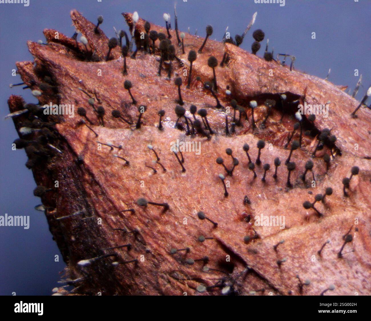 Rhododendron Blight (Seifertia azaleae), Fungi, Marburg Botanischer Garten,  35043 Marburg, Deutschland, ex Rhododendron sp Stock Photo - Alamy