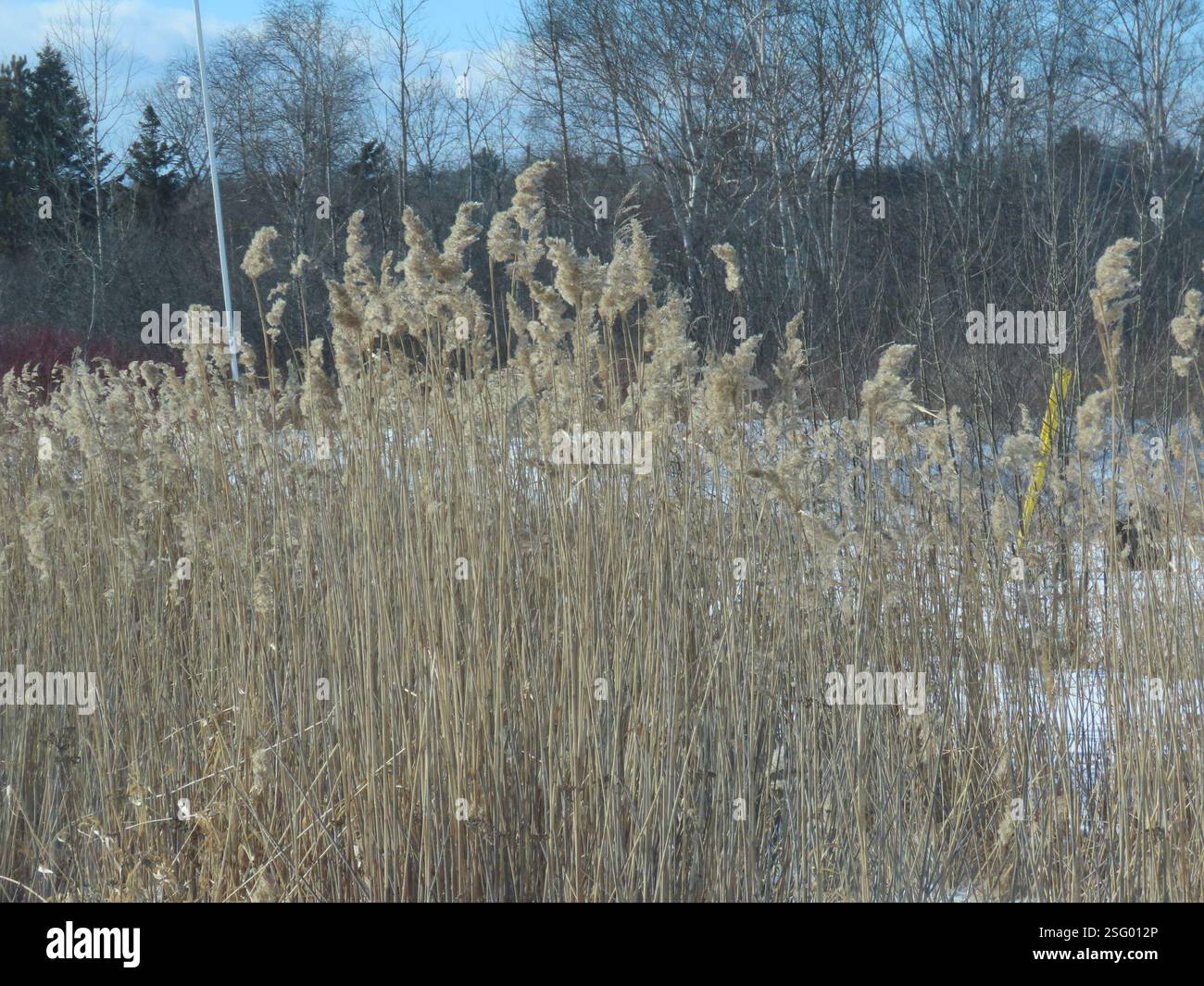 Bc Reeds common reed (Phragmites australis), Plantae, Bruce Mines, ON P0R 1C0 ...