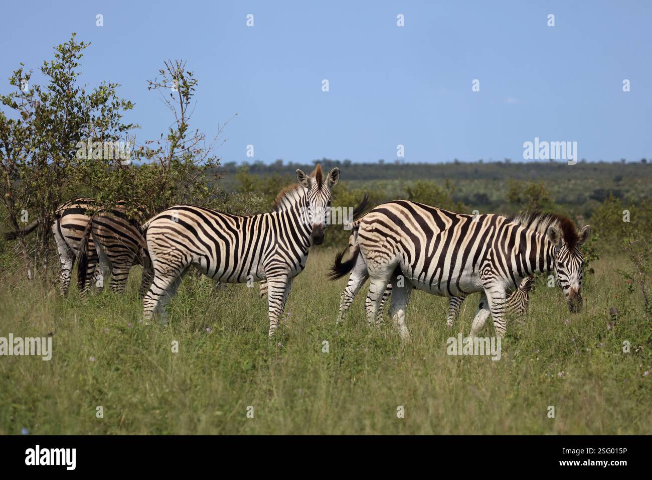 Steppenzebra / Burchell's zebra / Equus quagga burchellii Stock Photo ...