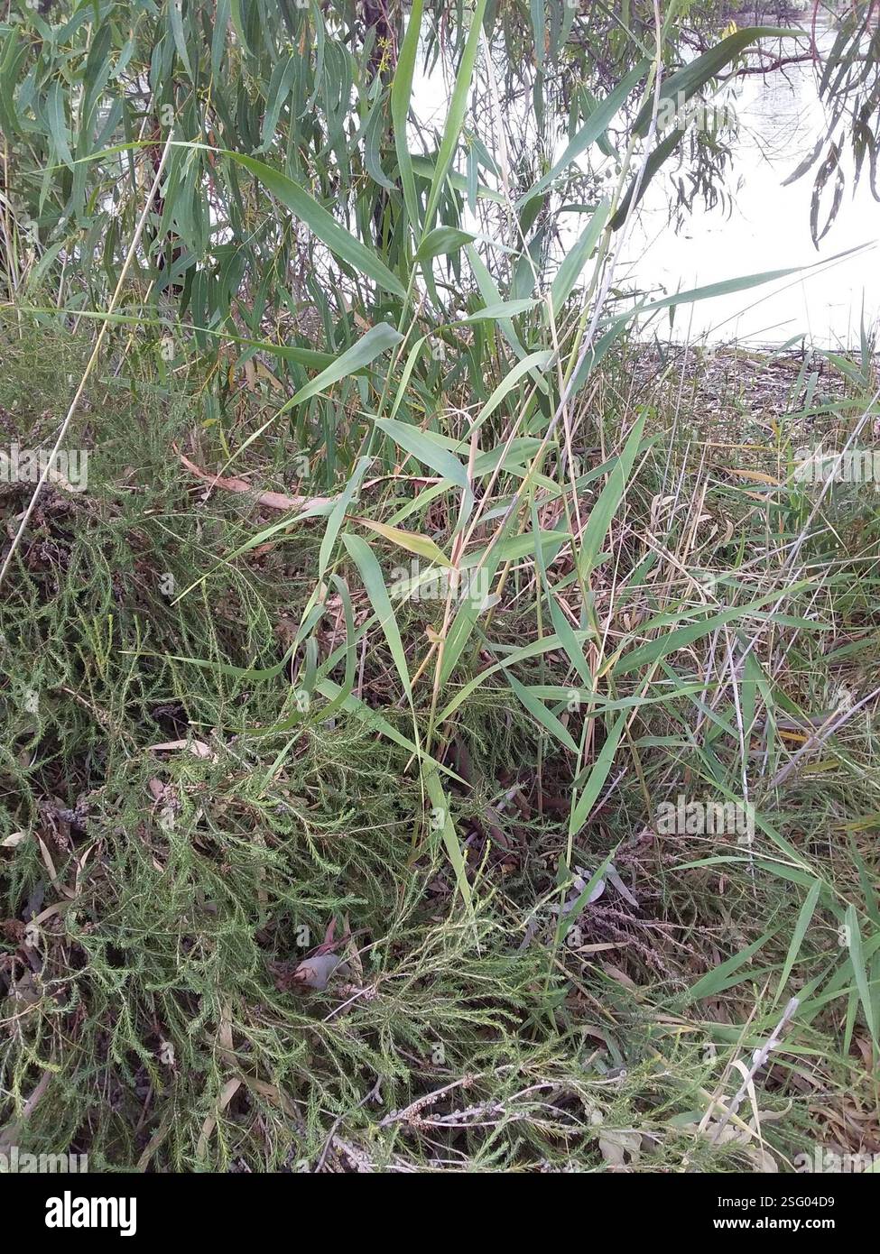 common reed (Phragmites australis), Plantae, Seaford Meadows SA 5169 ...