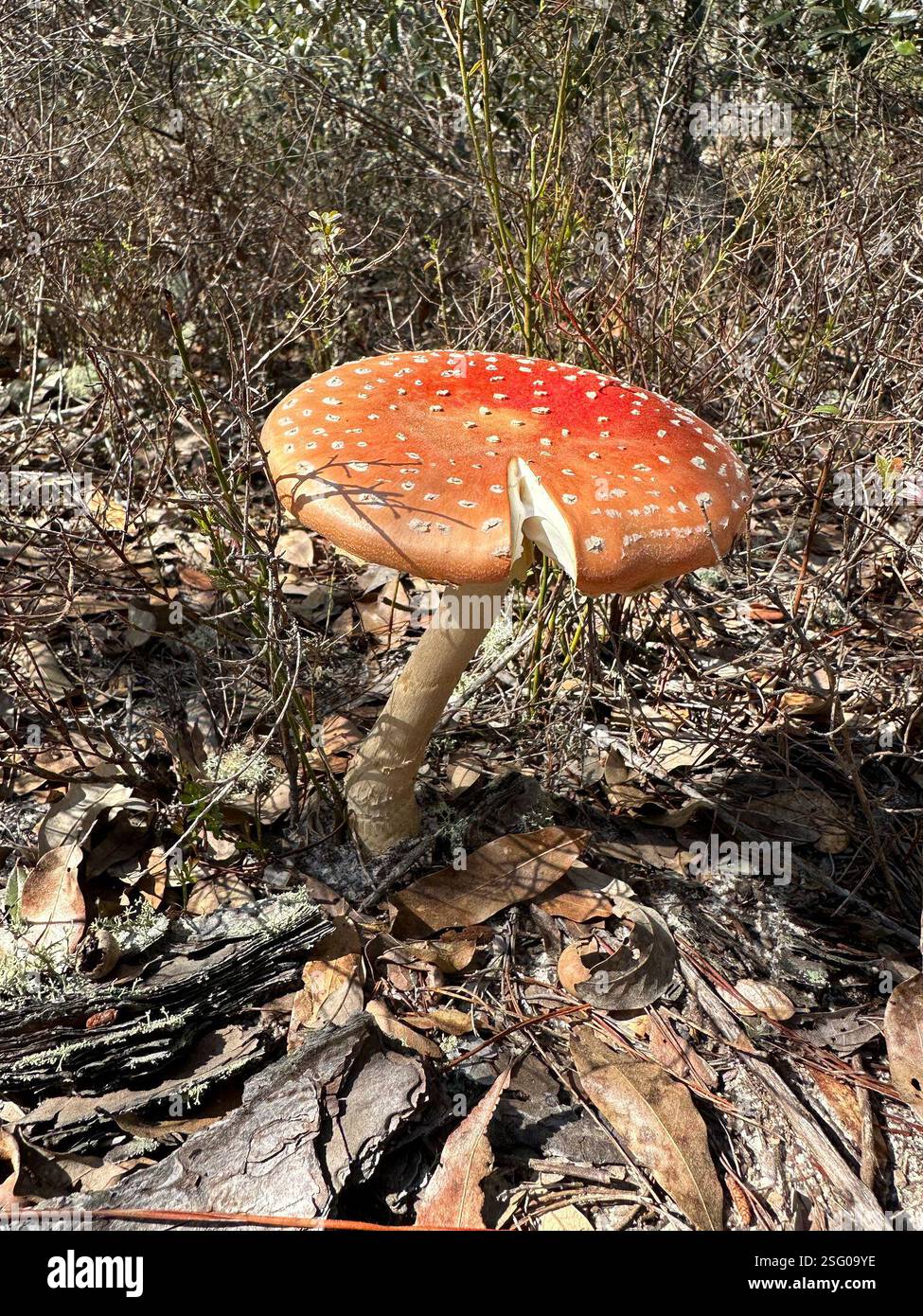 Peach-Colored Fly Agaric (Amanita persicina), Fungi, Saint James Island ...