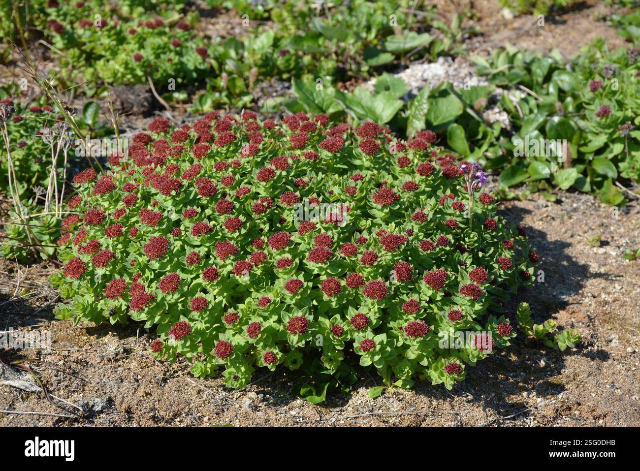 western roseroot (Rhodiola integrifolia), Plantae, Провиденский р-н ...
