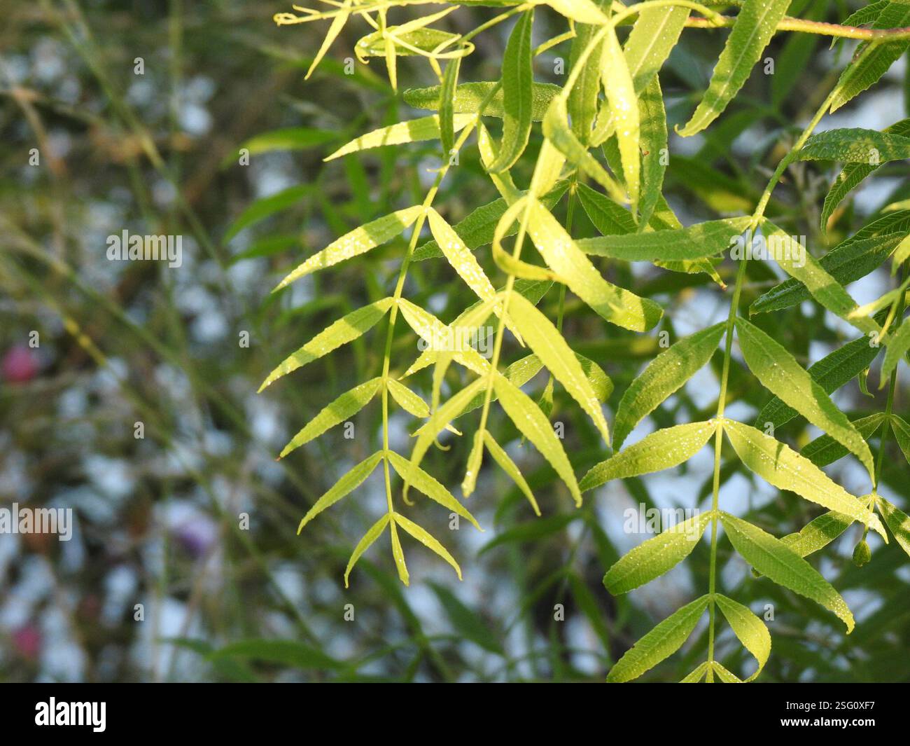 Molle pampa hi-res stock photography and images - Alamy