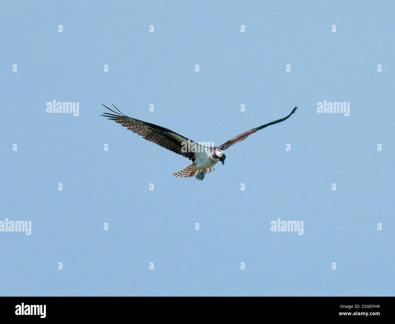 Osprey (Pandion haliaetus), Aves, Exploration Green